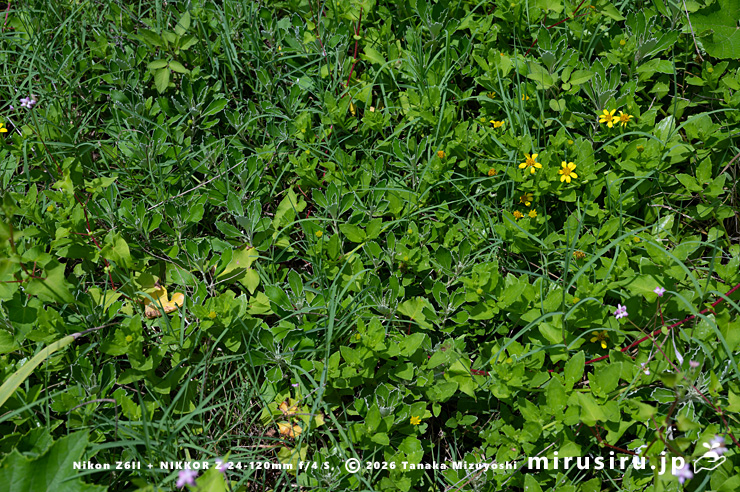 草地に生えたためやや立ち上がった開花中のネコノシタ　三浦市・毘沙門海岸　2024/07/18