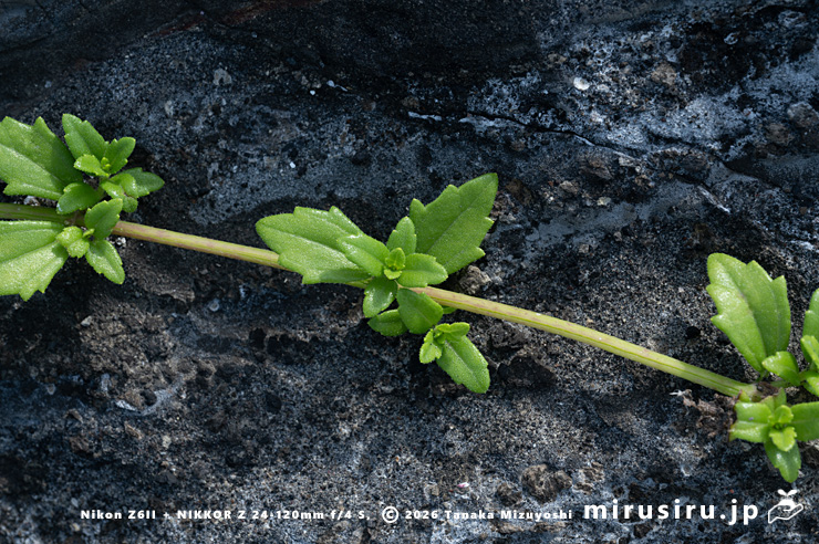 ネコノシタの匍匐する茎　横須賀市・天神島臨海自然教育園　2024/07/18