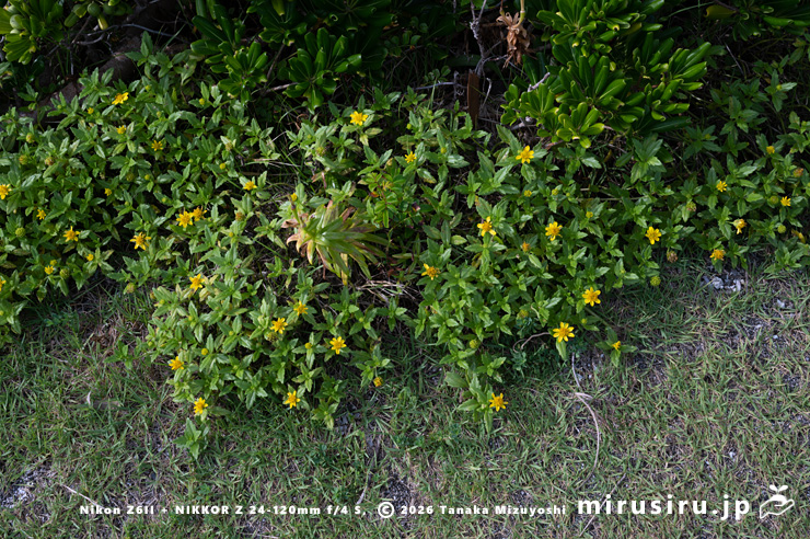開花中のネコノシタ　横須賀市・天神島臨海自然教育園　2024/07/18
