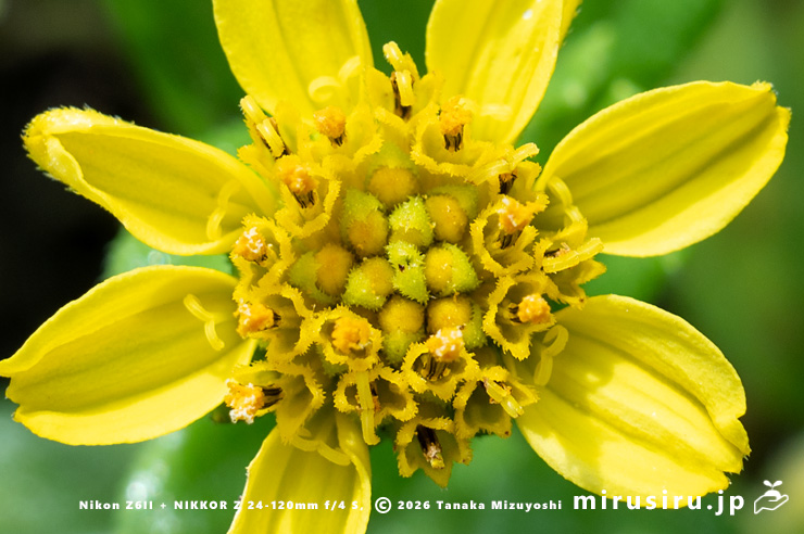 ネコノシタの花　横須賀市・天神島臨海自然教育園　2024/07/18