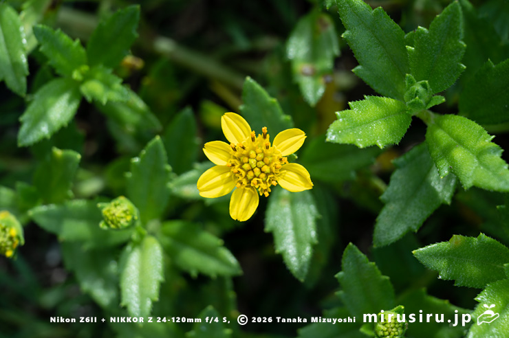 ネコノシタの花　横須賀市・天神島臨海自然教育園　2024/07/18