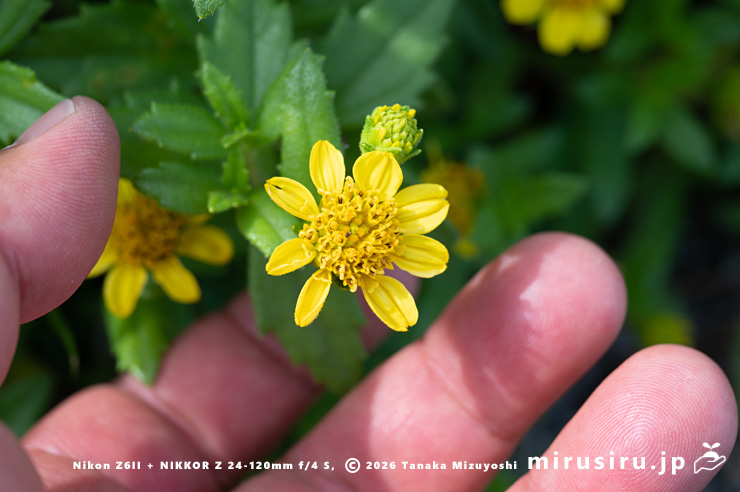ネコノシタの花のサイズ感　横須賀市・天神島臨海自然教育園　2024/07/18