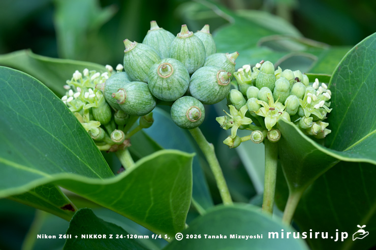 カクレミノの遅れて開花し始めた雌雄混合の花序　茅ヶ崎市汐見台・藤沢土木事務所汐見台庁舎　2024/09/06