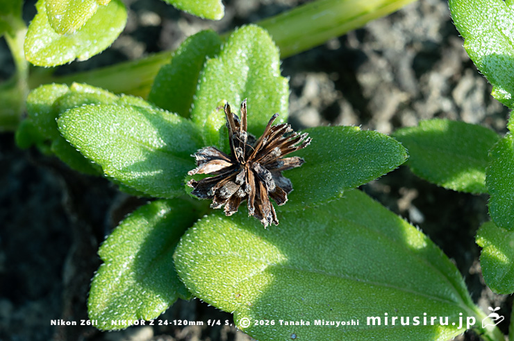 ネコノシタの熟した実　横須賀市・天神島臨海自然教育園　2024/09/06