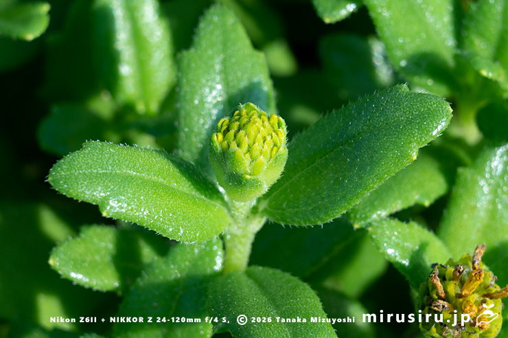 ネコノシタの開花直前の蕾　横須賀市・天神島臨海自然教育園　2024/09/06