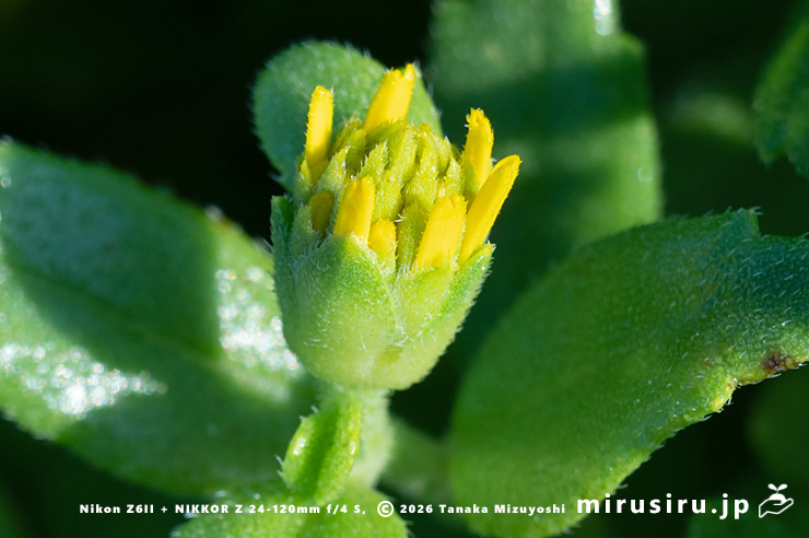ネコノシタの開花直前の蕾　横須賀市・天神島臨海自然教育園　2024/09/06