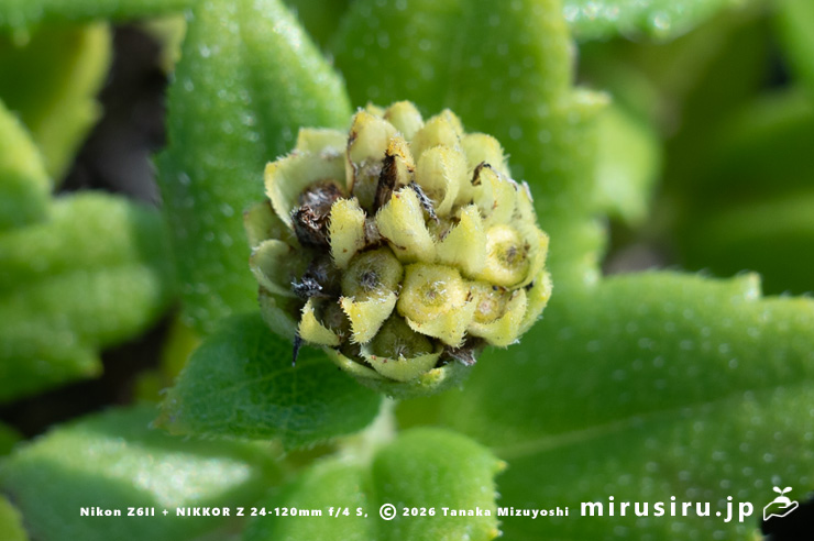 ネコノシタの熟し始めた実　横須賀市・天神島臨海自然教育園　2024/09/06