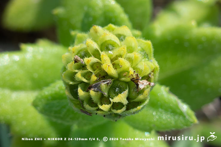 ネコノシタの未熟な実　横須賀市・天神島臨海自然教育園　2024/09/06