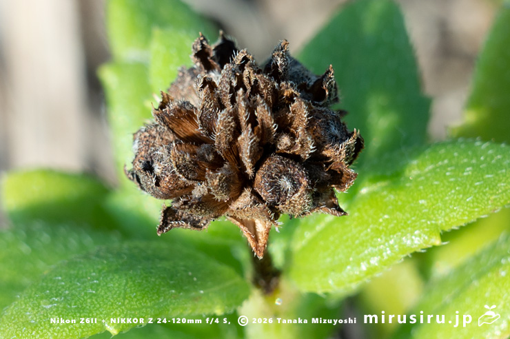 ネコノシタの熟した実　横須賀市・天神島臨海自然教育園　2024/09/06