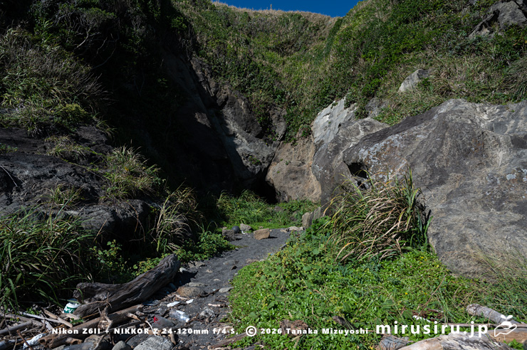開花中のネコノシタ　三浦市・城ヶ島　2024/09/20