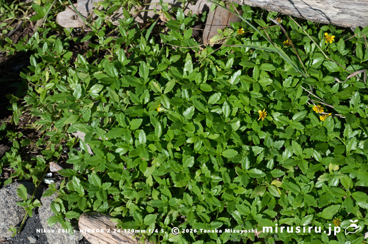 開花中のネコノシタ　三浦市・城ヶ島　2024/09/20