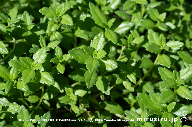 ネコノシタの葉　三浦市・城ヶ島　2024/09/20