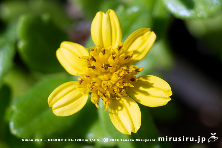 ネコノシタの花　三浦市・城ヶ島　2024/09/20