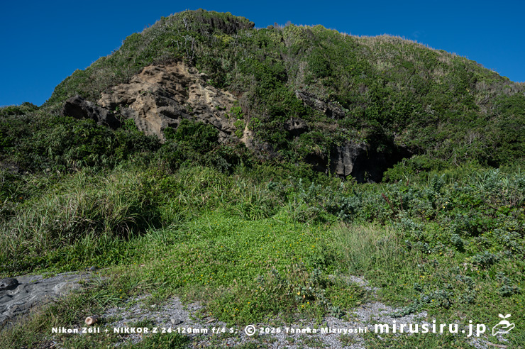 開花中のネコノシタ　三浦市・城ヶ島　2024/09/20