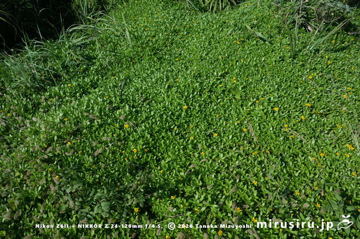 開花中のネコノシタ　三浦市・城ヶ島　2024/09/20