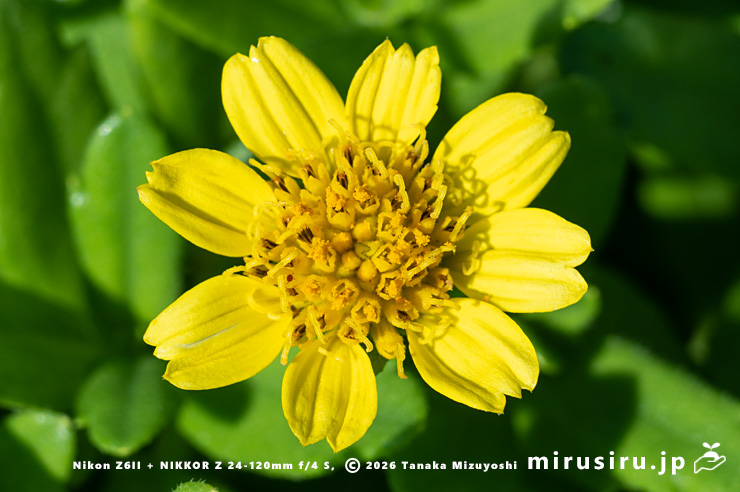 ネコノシタの花　三浦市・城ヶ島　2024/09/20