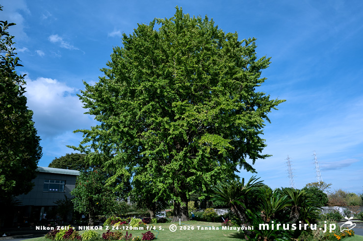 イチョウ　小田原フラワーガーデン　2024/10/02
