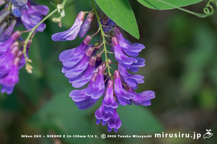 オオバクサフジの花　秦野市渋沢　2024/10/15