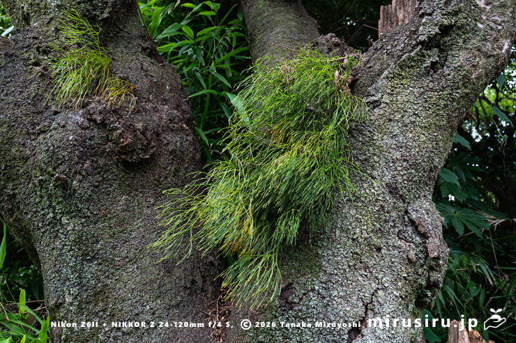 民家のソメイヨシノに着生したマツバラン　鎌倉市浄明寺　2024/10/17