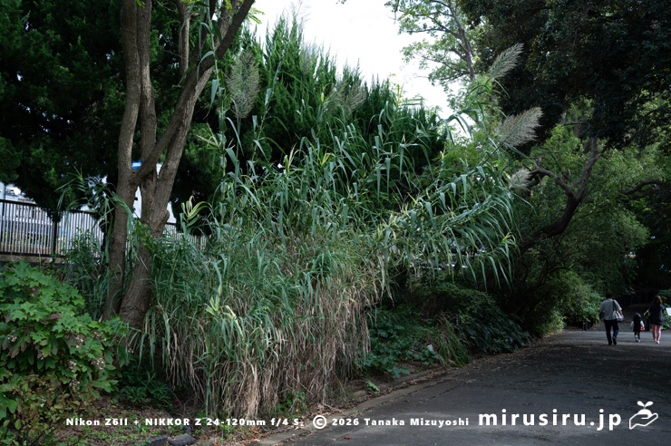 開花中のダンチク（セイヨウダンチク）　鎌倉市・大船フラワーセンター　2024/10/20