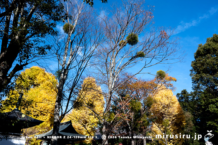 ケヤキに寄生したヤドリギ　小田原市・飯泉観音（いいずみ－）　2024/12/12