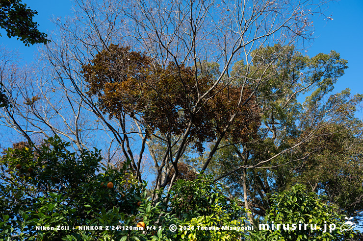 オオバヤドリギ　小田原市上曽我・瑞雲寺　2025/01/05