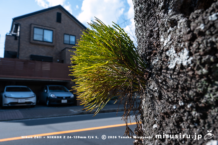 街路樹のソメイヨシノに着生したマツバラン　逗子市久木・逗子ハイランド　2025/02/17