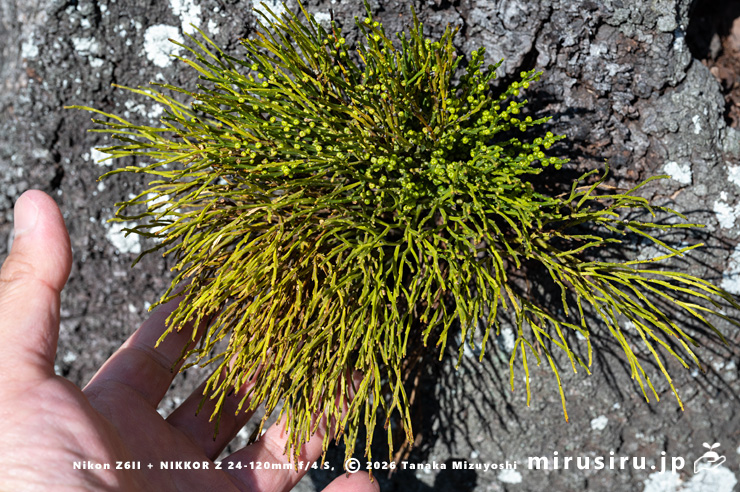 街路樹のソメイヨシノに着生したマツバランのサイズ感　逗子市久木・逗子ハイランド　2025/02/17