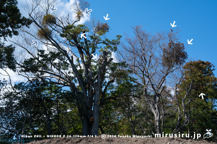 ヤドリギ（青色矢印）とオオバヤドリギ（白色矢印）の混生　小田原市板橋・秋葉山量覚院　2025/02/20