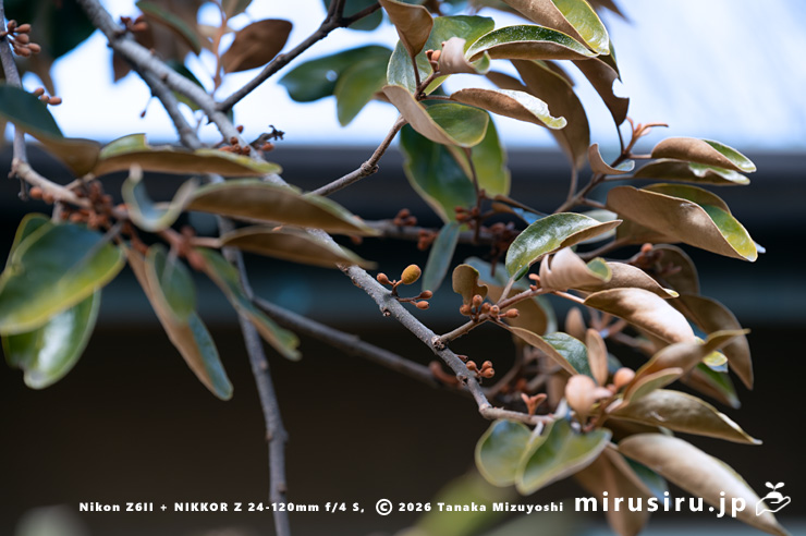 実がなったオオバヤドリギ　小田原市板橋・秋葉山量覚院　2025/02/20
