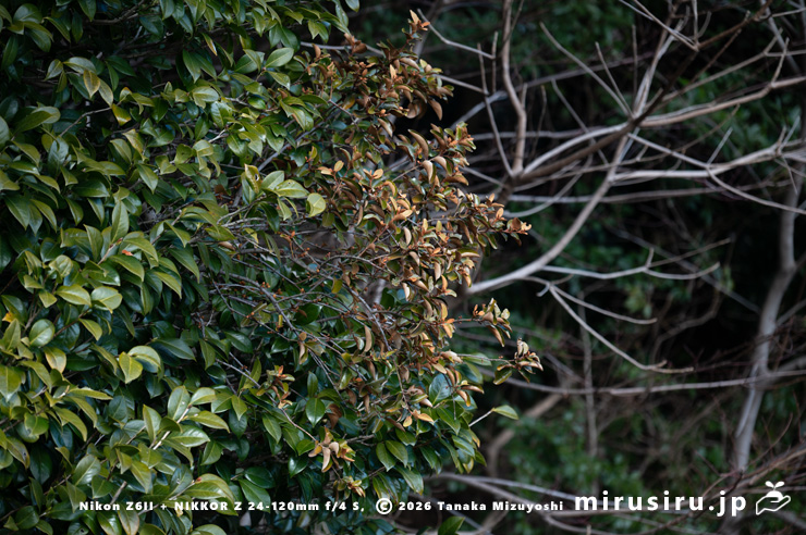 ツバキに寄生したオオバヤドリギ　小田原市・県指定天然記念物「神奈川県立小田原高等学校の樹叢」　2025/02/20