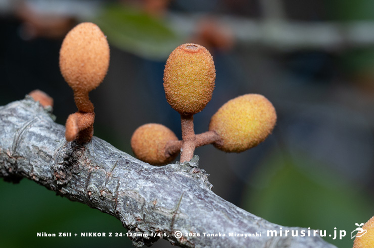オオバヤドリギの実　小田原市・県指定天然記念物「神奈川県立小田原高等学校の樹叢」　2025/02/20