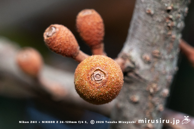 オオバヤドリギの実　小田原市・県指定天然記念物「神奈川県立小田原高等学校の樹叢」　2025/02/20
