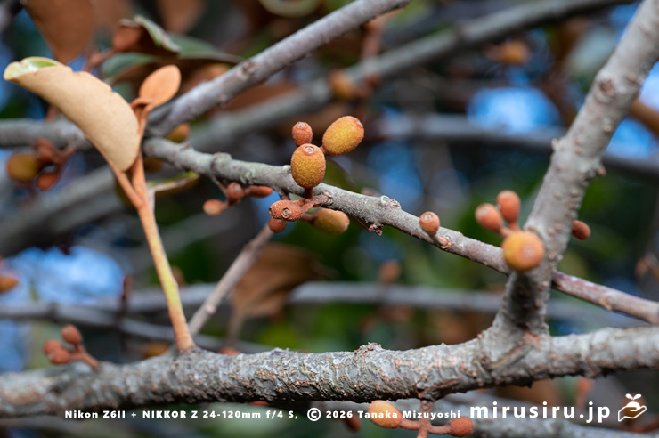 実がなったオオバヤドリギ　小田原市・県指定天然記念物「神奈川県立小田原高等学校の樹叢」　2025/02/20