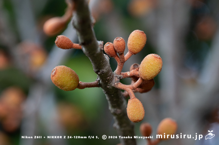 オオバヤドリギの実　小田原市・県指定天然記念物「神奈川県立小田原高等学校の樹叢」　2025/02/20