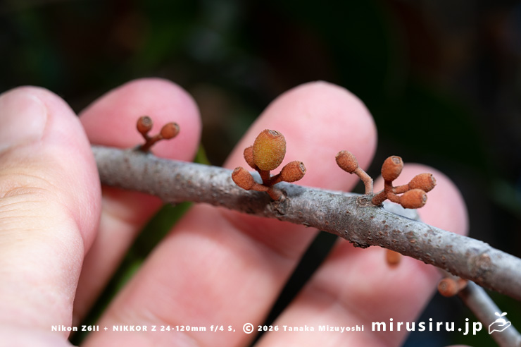 オオバヤドリギの実のサイズ感　小田原市・県指定天然記念物「神奈川県立小田原高等学校の樹叢」　2025/02/20