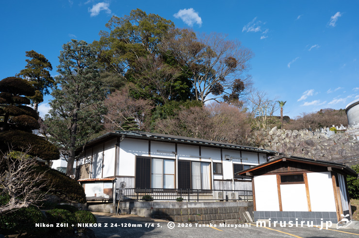 オオバヤドリギ　小田原市上曽我・瑞雲寺　2025/02/20
