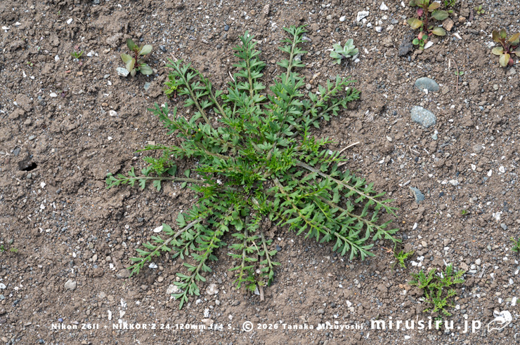 開花し始めたばかりのカラクサナズナのロゼット 三浦市・毘沙門 2025/03/02