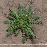 カラクサナズナ