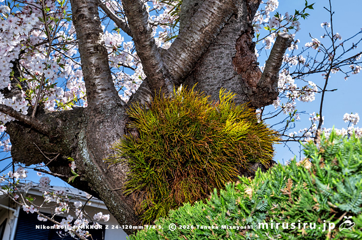 民家のソメイヨシノに着生したマツバランの大株　鎌倉市浄明寺　2025/04/09