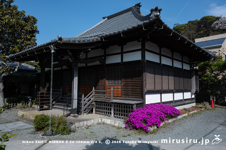 満開のマツバギク（紫宝）　鎌倉市材木座・実相寺　2025/04/09　14：59