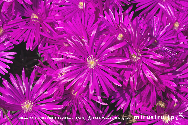 満開のマツバギク（紫宝）　鎌倉市材木座・実相寺　2025/04/09　15：00