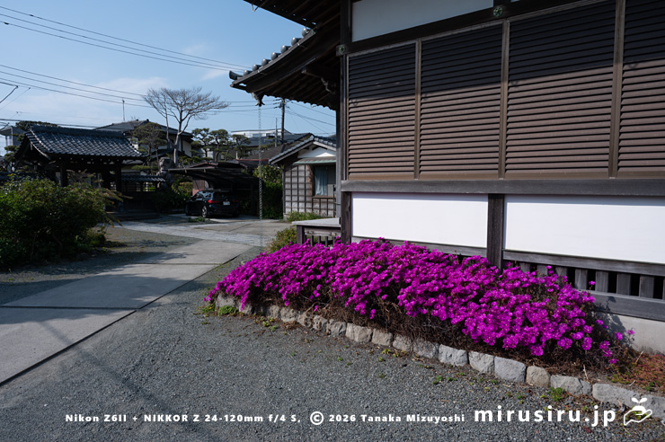 満開のマツバギク（紫宝）　鎌倉市材木座・実相寺　2025/04/09　15：01