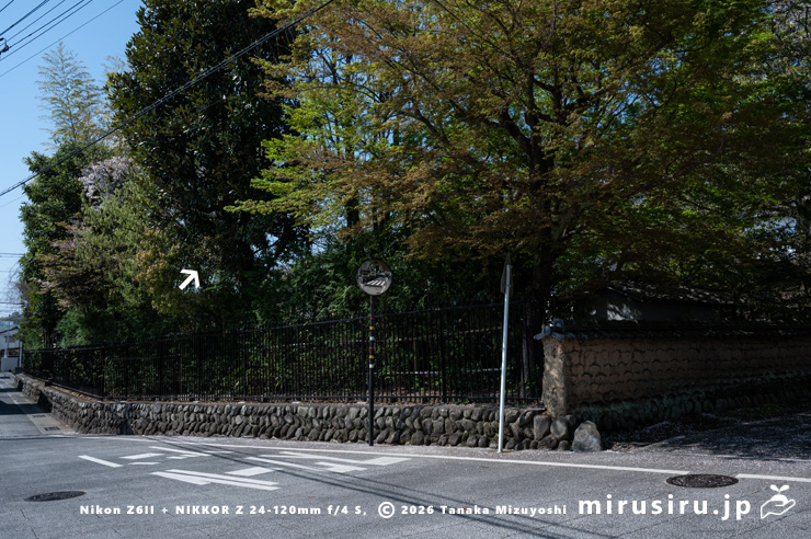 タイサンボクに寄生したオオバヤドリギ（白色矢印）　小田原市板橋・松永記念館　2024/04/12