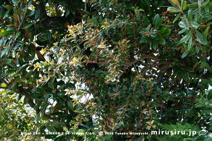 タイサンボクに寄生したオオバヤドリギ　小田原市板橋・松永記念館　2024/04/12