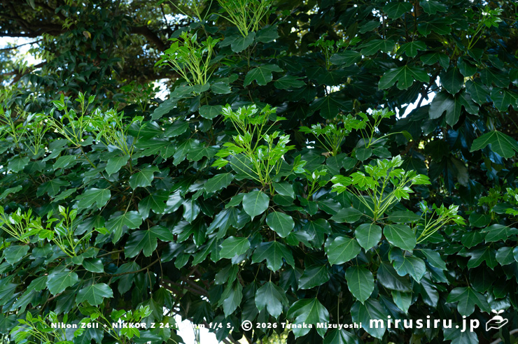 カクレミノの展葉　鎌倉市・大船フラワーセンター　2025/04/29