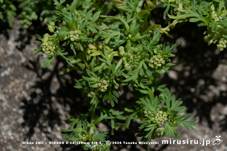 実がなったカラクサナズナの大株 三浦市・毘沙門 2025/04/30