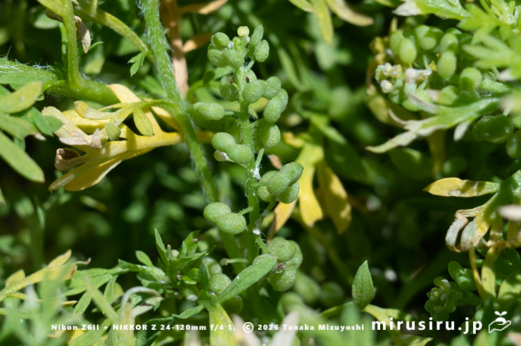 カラクサナズナの実 三浦市・毘沙門 2025/04/30