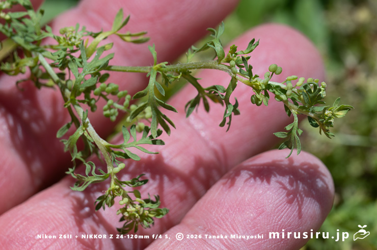 カラクサナズナの実のサイズ感 三浦市・毘沙門 2025/04/30