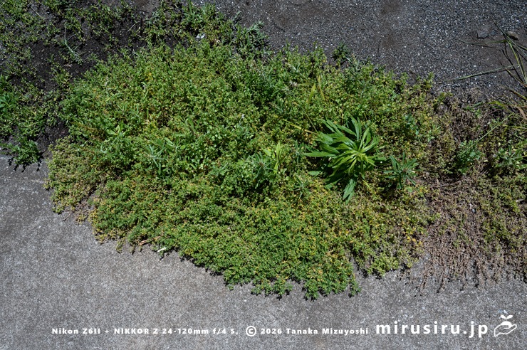 もう何がどうなっているのかわからないカラクサナズナとマメカミツレの混生 三浦市・毘沙門 2025/04/30